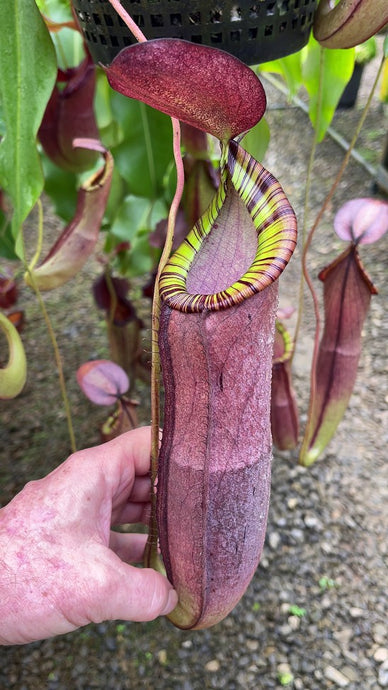 Nepenthes spectabilis X mirabilis var. globosa (Large)