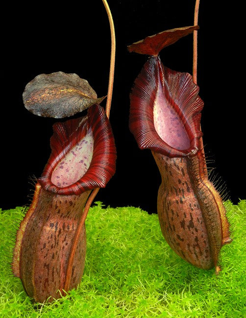 Nepenthes spathulata X spectabilis ‘Helen’ (small)