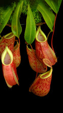 Nepenthes glabrata x veitchii