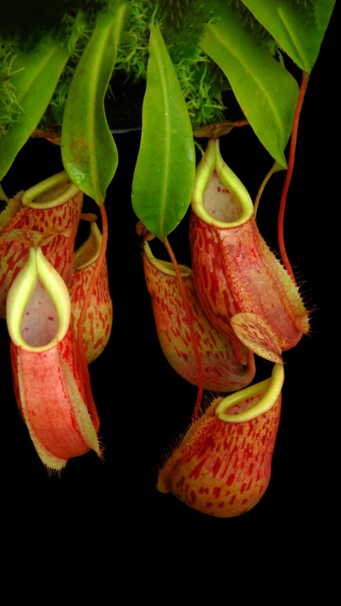 Nepenthes glabrata x veitchii