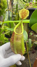 Nepenthes glabrata x veitchii