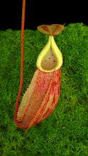 Nepenthes glabrata x veitchii