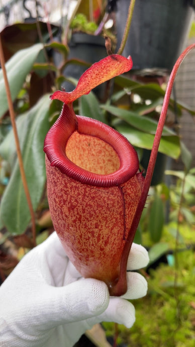 Nepenthes sibuyanensis X attenboroughii (Small)