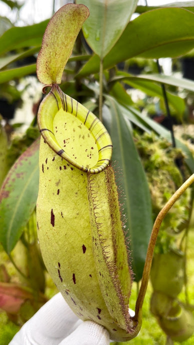 Nepenthes spectabilis x ampullaria