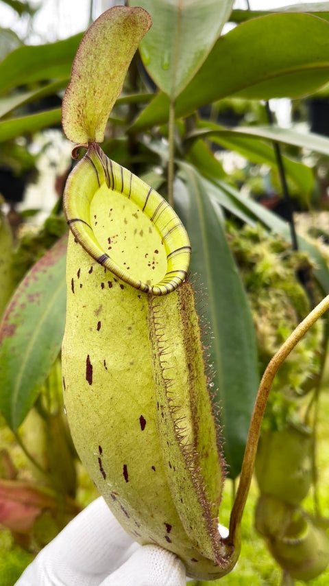 Nepenthes spectabilis x ampullaria