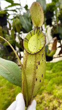 Nepenthes spectabilis x ampullaria