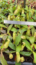 Nepenthes spectabilis x ampullaria