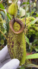 Nepenthes ampullaria x hamata