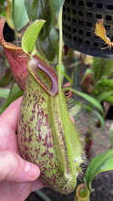 Nepenthes ampullaria x hamata