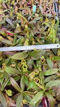 Nepenthes ampullaria x hamata