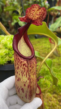 Nepenthes klossii X veitchii