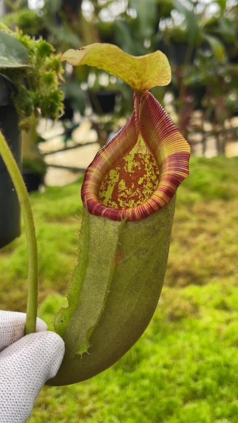 Nepenthes rajah X (chaniana X veitchii) (Large) – Jordan's Jungle