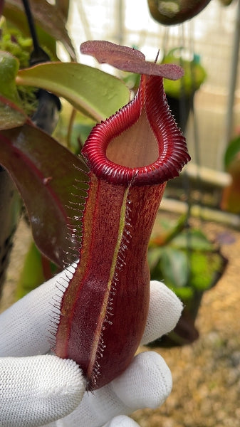 Nepenthes {[(lowii x veitchii) x boschiana] x [(veitchii x maxima) x veitchii]} x edwardsiana - clone # 3