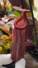 Nepenthes {[(lowii x veitchii) x boschiana] x [(veitchii x maxima) x veitchii]} x edwardsiana - clone # 3
