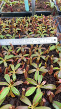 Nepenthes {[(lowii x veitchii) x boschiana] x [(veitchii x maxima) x veitchii]} x edwardsiana - clone # 3