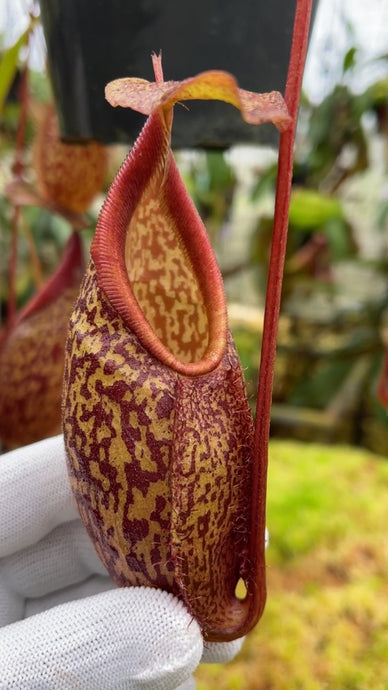 Nepenthes gymnamphora (Medium)