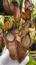 Nepenthes hamata x tenuis