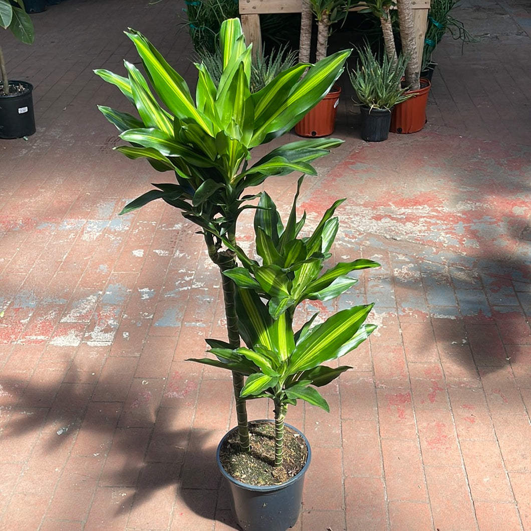 Dracaena Cintho Variegated