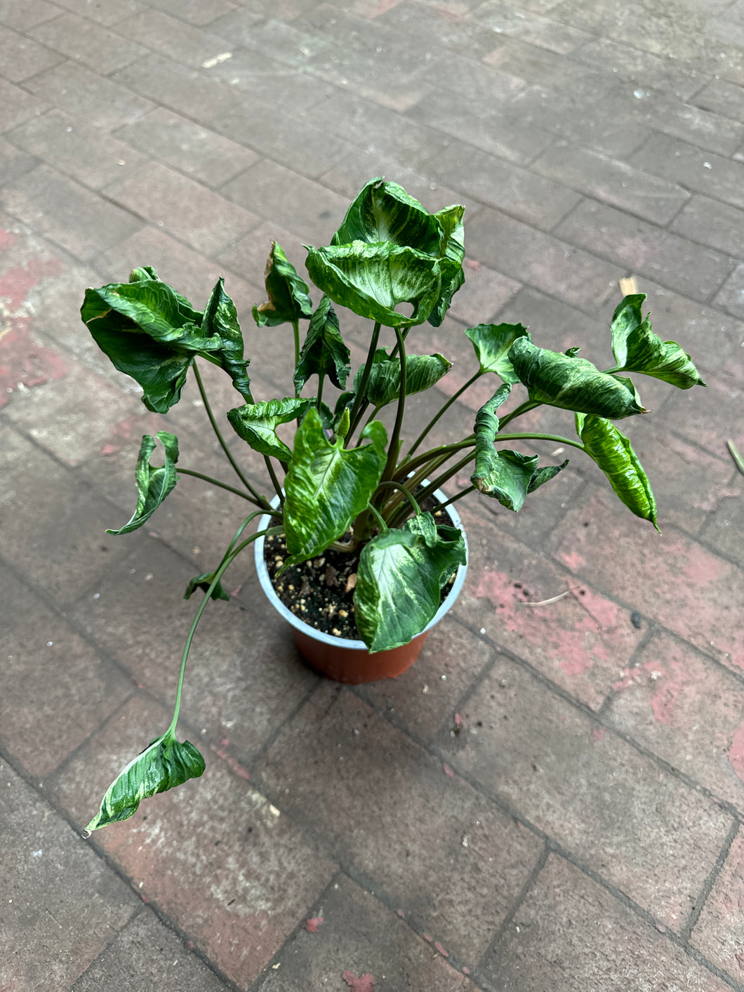 philodendron godzilla Syngonium Godzilla