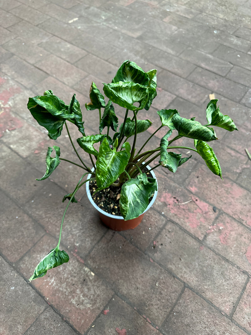 godzilla pothos plant Syngonium Godzilla – Jordan's Jungle