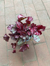 Rex Begonia ‘Red Bull’