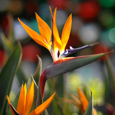 Strelitzia spp. 'Orange Bird of Paradise'