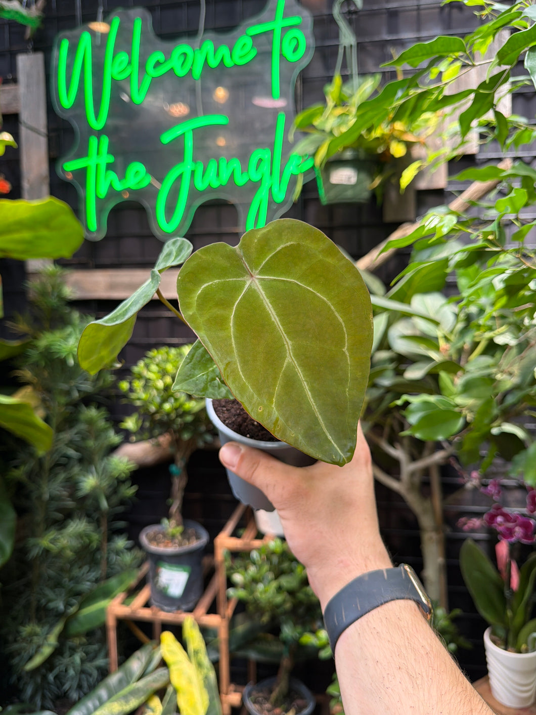 Anthurium Forgetii