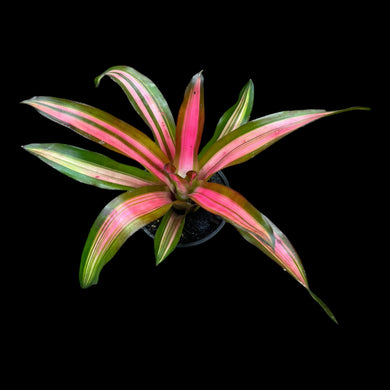 Neoregelia Tricolor Perfecta