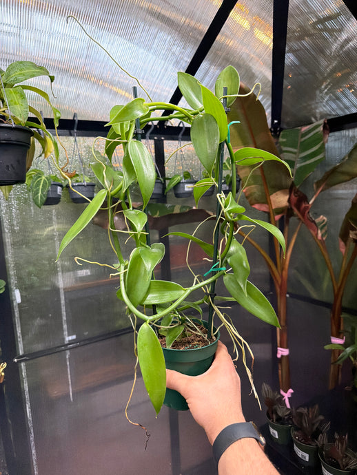 Vanilla planifolia (Vanilla Orchid)