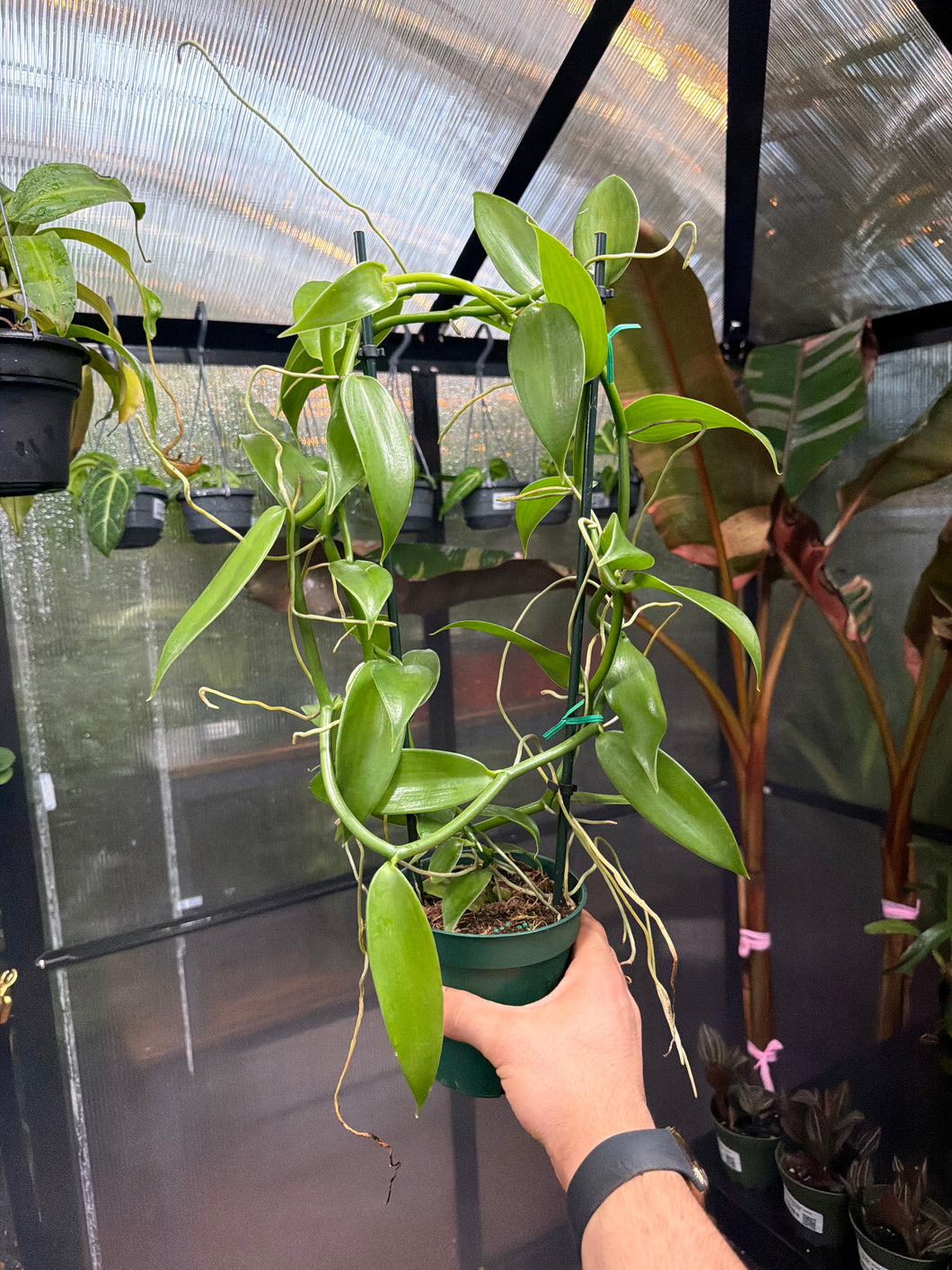 Vanilla planifolia (Vanilla Orchid)