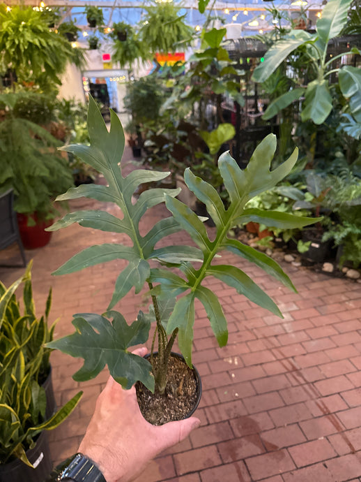 Alocasia brancifolia