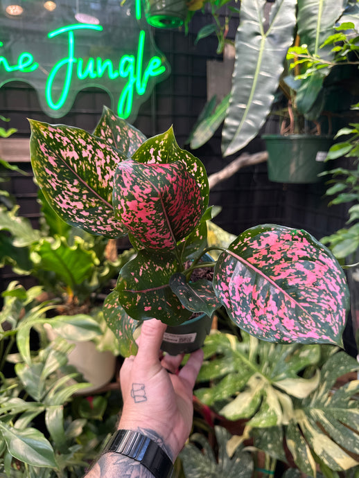 Aglaonema 'Pink Dalmation'