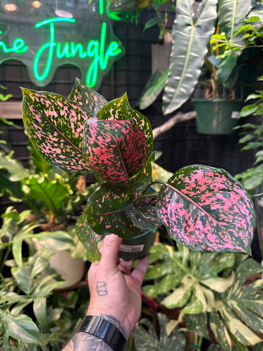 Aglaonema 'Pink Dalmation'
