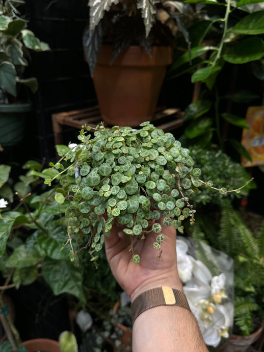 Peperomia Prostrata (String of Turtles)