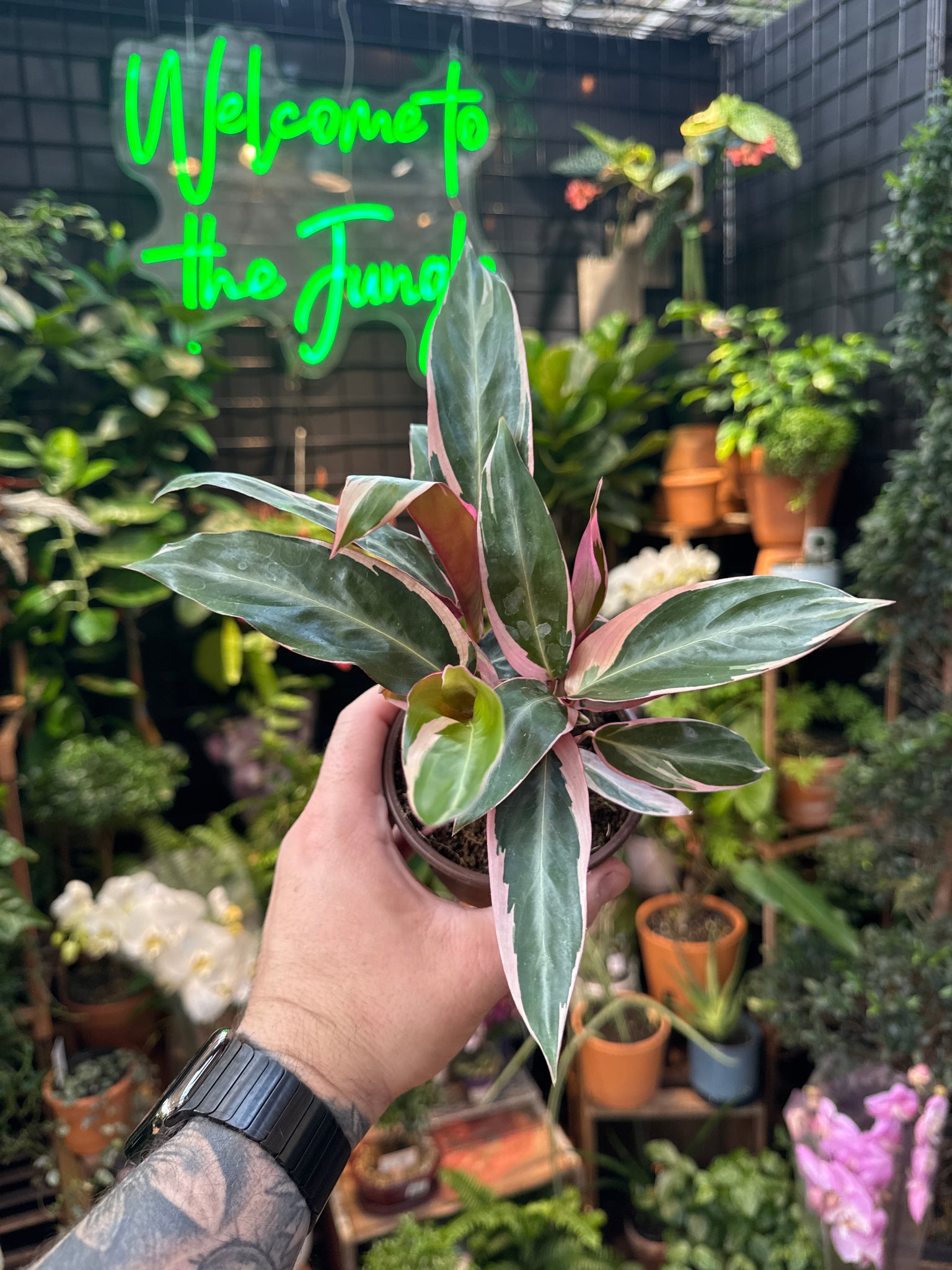 Stromanthe sanguinea 'Triostar'