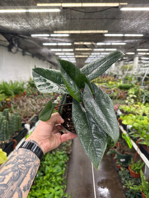 Alocasia scalprum