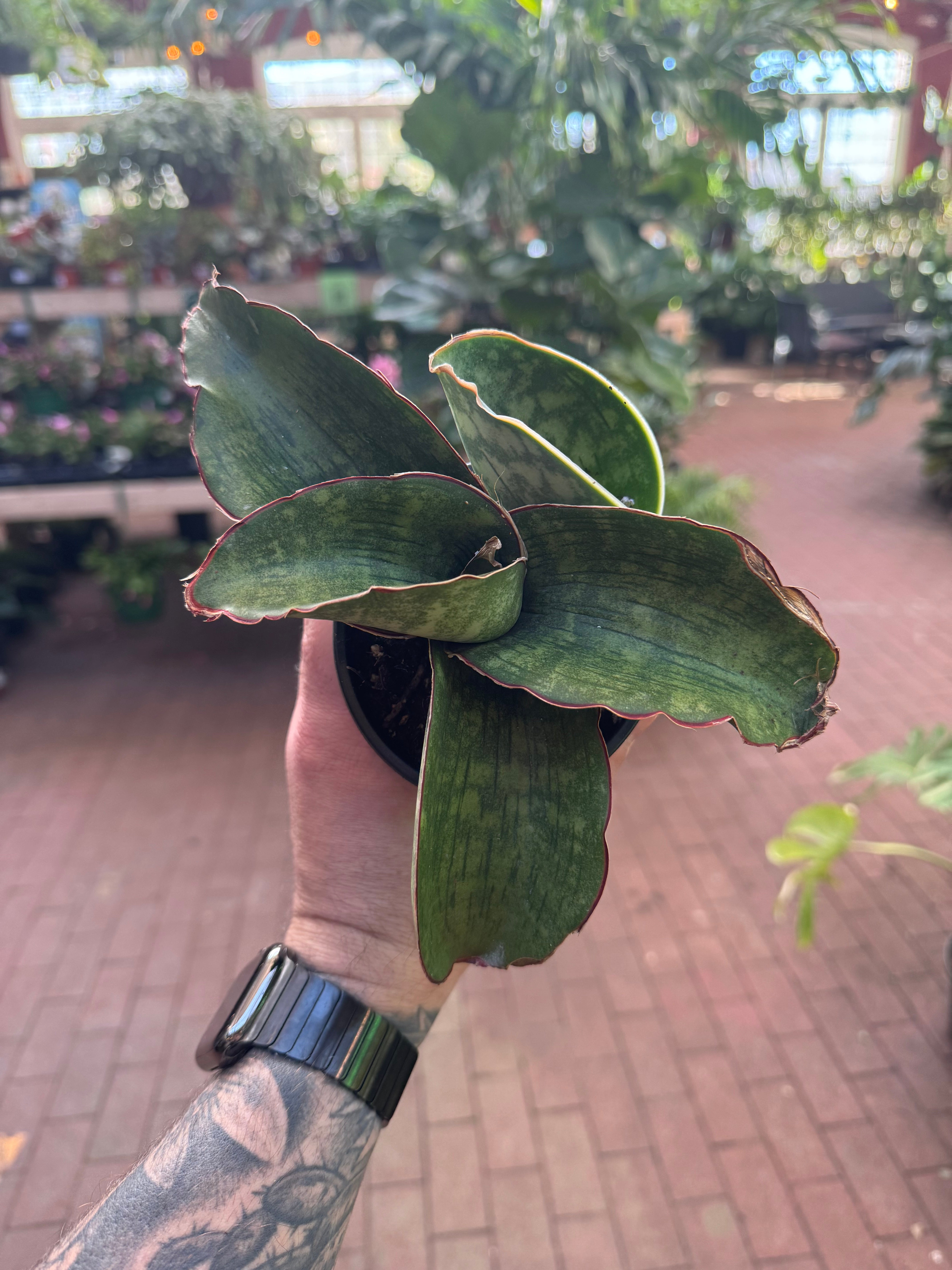 n*u様 サンスベリア dragon wing variegated A サンセベリア ドラゴン ウィング 斑入「Sansevieria dragon wing