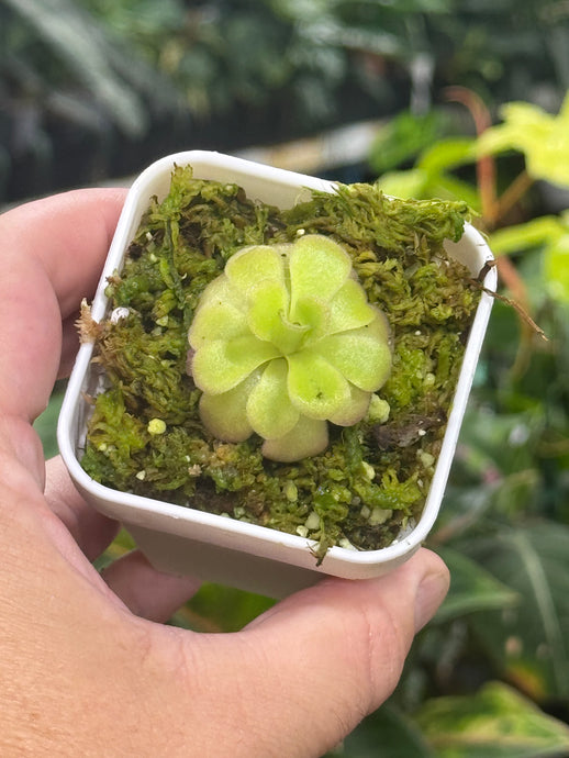 Pinguicula agnata 'Ekuma'