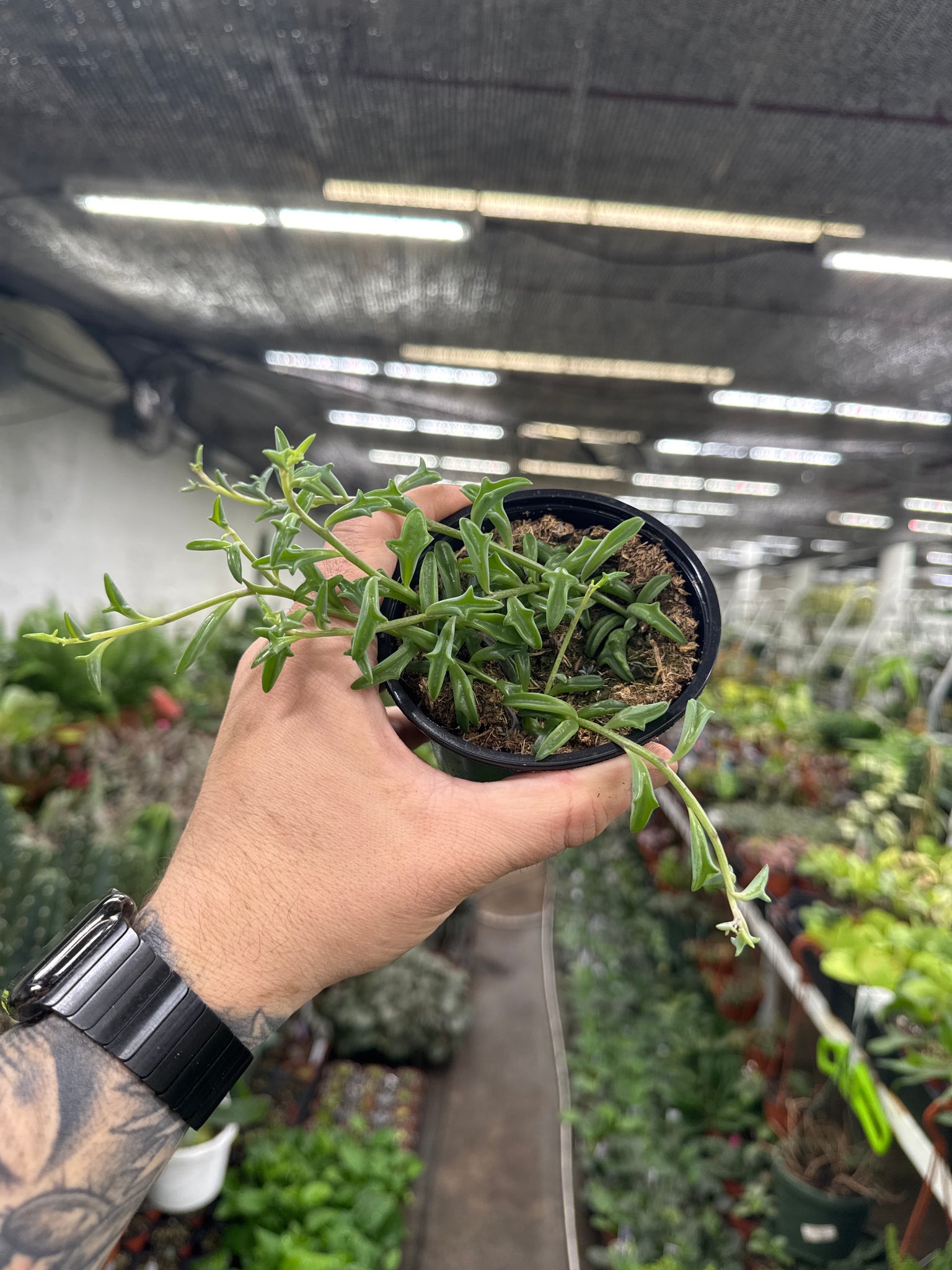 Senecio Peregrinus String of Dolphins - Thumbnail 2