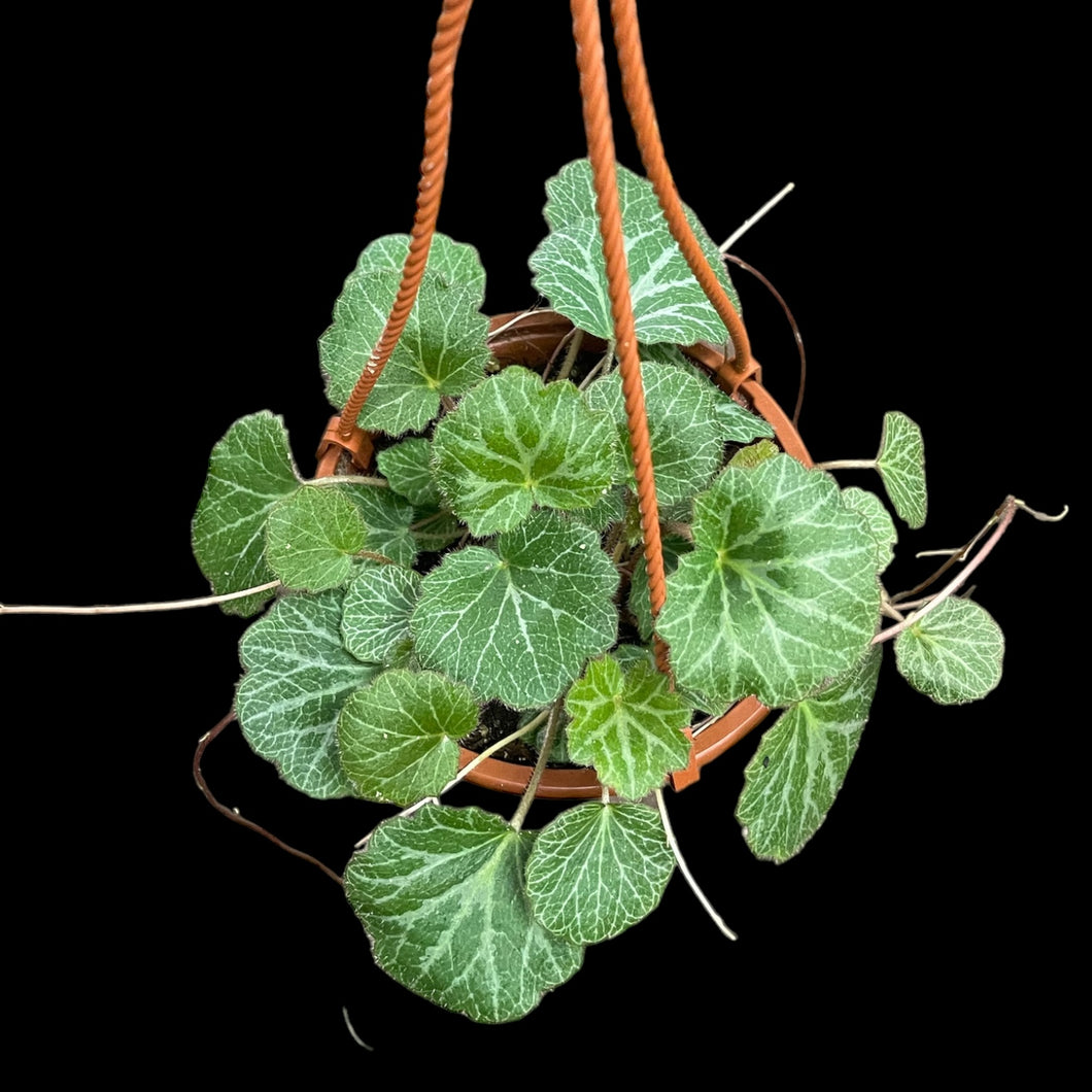 strawberry begonia hanging plant Saxifraga stolonifera 'Strawberry Begonia' – Jordan's Jungle