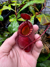 Nepenthes mirabilis var. globosa x N. ampullaria 'Black Miracle'