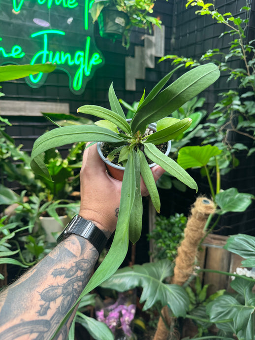 Anthurium vittarifolium