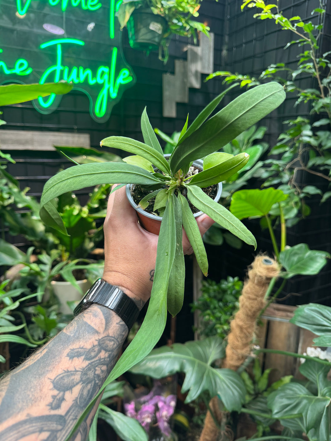 Anthurium vittarifolium