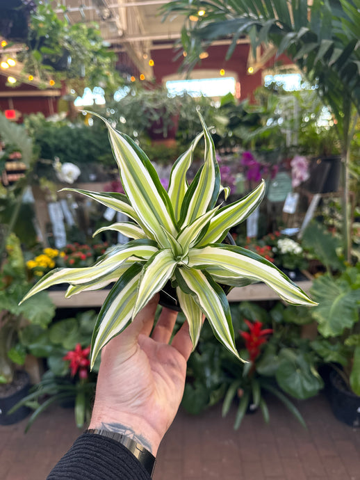 Dracaena Malaika Lime