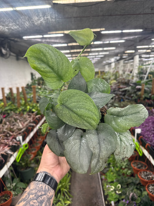 Scindapsus 'Platinum Java'