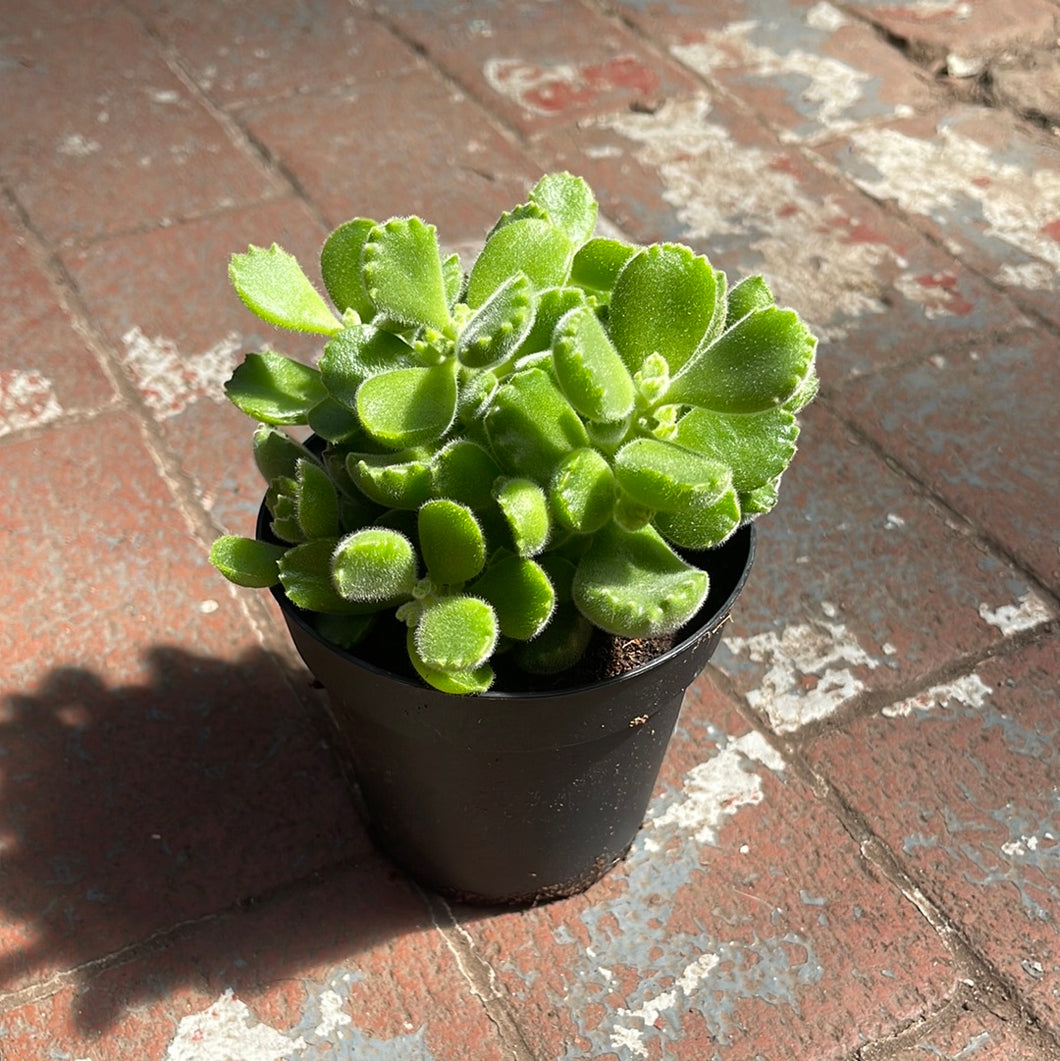 Cotyledon Ladismithiensis 