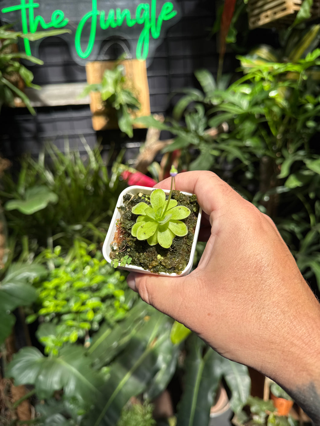 Pinguicula emarginata x gypsicola
