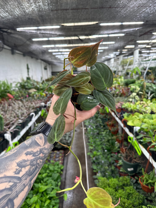 Philodendron Micans