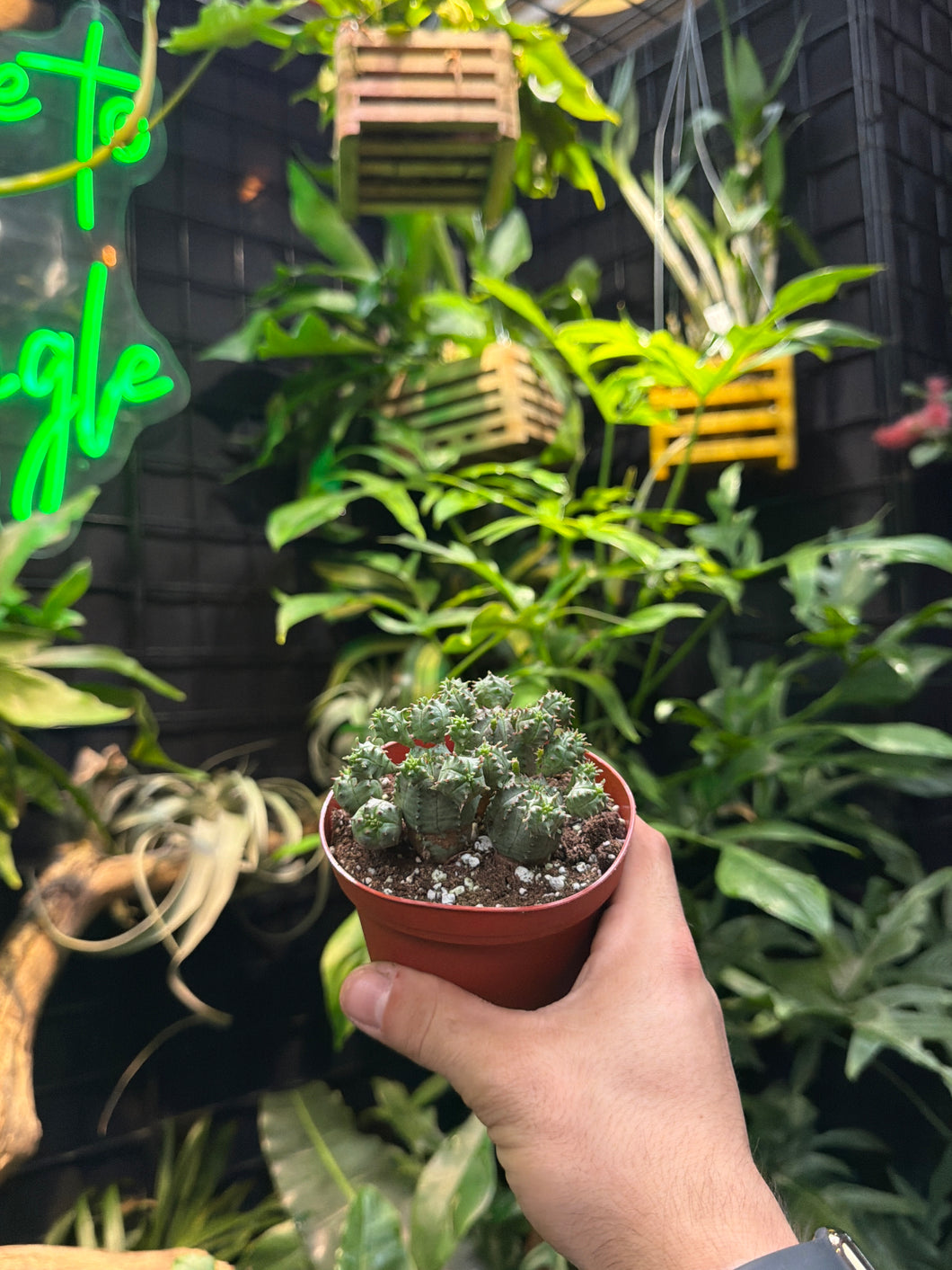 Euphorbia Monstrose