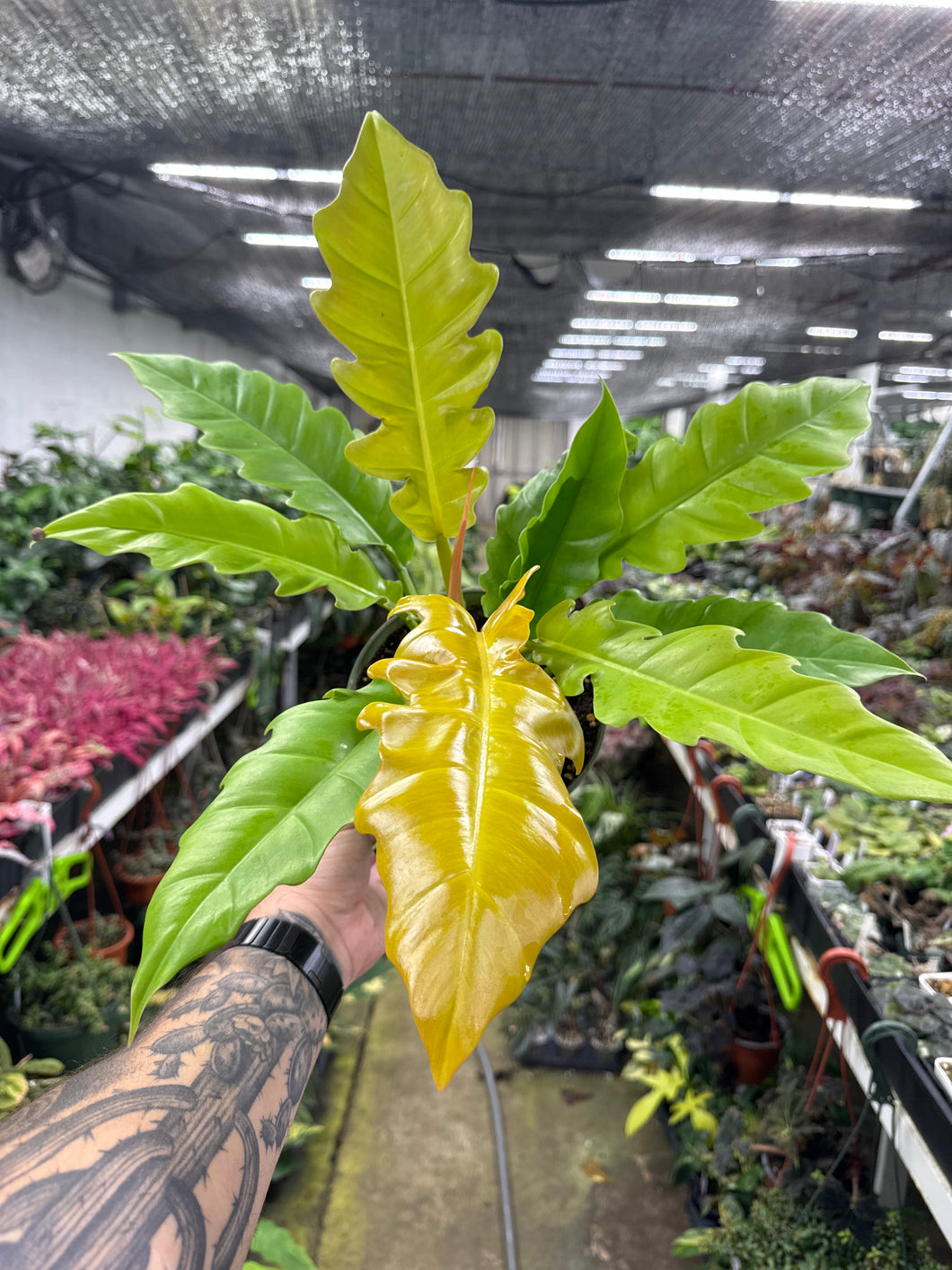 Philodendron Golden Crocodile